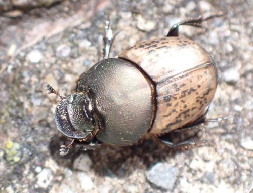 Onthophagus vacca